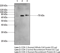 Immunogen:  Synthetic peptide from the C-terminal region of human COX-2 • Host: Goat • Cross Reactivity: (−) COX-1 from all species • Species Reactivity: (+) Human