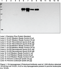 Antigen:  human 15-LO-2 amino acids 161-179 • Host:  rabbit • Species Reactivity: (+) Human 15-Lipoxygenase-2; • Cross Reactivity: (−) rabbit reticulocyte 15-LO-1 and porcine leukocyte 12-LO-1 • Applications: ICC