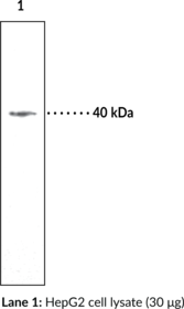 Immunogen: Synthetic peptide from the N-terminal region of mouse protein LPA3 • Host:  Rabbit • Species Reactivity: (+) Human