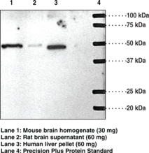 Immunogen:  Peptide from an internal cytoplasmic region of human S1P1 • Host:  Rabbit • Species Reactivity: (+) Human