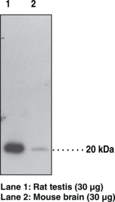 Antigen:  human GPX4 amino acids 81-93 (TQLVDLHARYAEC) · Host:  rabbit · Cross Reactivity: (+) mouse
