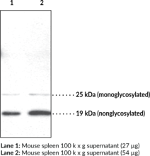 Immunogen: Synthetic peptide from an internal region of human Doppel · Host: Rabbit · Species Reactivity: (+) Human