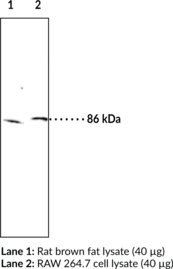 Immunogen:  synthetic peptide from the C-terminal region of human HSL receptor • Species Reactivity: Human