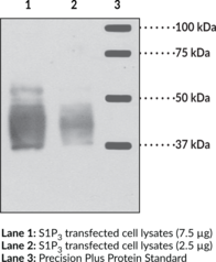 Antigen: Human S1P3 amino acids 12-25 • Host: Rabbit • Cross Reactivity: (+) Human