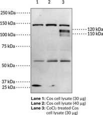 Antigen:  peptide from the C-terminal region of human HIF-1α6 • Host:  rabbit • Species Reactivity: (+) human