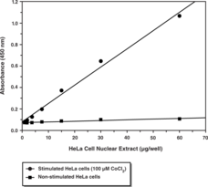 The HIF (hypoxia-inducible factor) transcription factor is a member of the basic-helix-loop-helix (bHLH) family of transcription factors and plays an important role in maintaining cellular oxygen homeostasis. HIF-1α has emerged as an important drug target in breast and prostate cancer