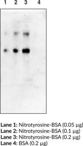 Immunogen: Peroxynitrite-treated keyhole limpet hemocyanin • Host: Mouse • Species Reactivity: Species independent • Cross Reactivity: (+) Chlorotyrosine (weakly) • Applications: ELISA