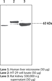 Immunogen: Synthetic peptide from an internal region of human PCSK9 • Host: Rabbit • Species Reactivity: (+) Human