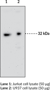 Immunogen: Synthetic peptide from the C-terminal region of human GPR35 • Host: Rabbit • Species Reactivity: (+) Human