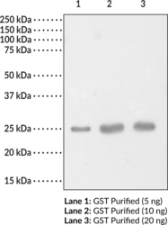 Immunogen: Purified GST (S. japonicum) · Host: Rabbit · Cross Reactivity:  (+) GST and GST fusion proteins · Application(s): IP and WB