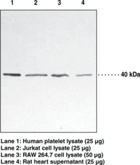 Antigen:  human full length p38 MAPK • Host:  mouse