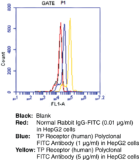 Immunogen: Synthetic peptide from the C-terminal region of human TP • Host: Rabbit • Species Reactivity: (+) Human