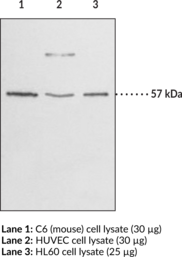 Immunogen:  A synthetic peptide from the C-terminal region of human GPR17 • Host:  rabbit • Cross Reactivity: (+) human