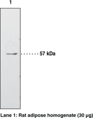 Immunogen: Synthetic peptide from the internal region of PPARγ1 • Host: Rabbit • Species Reactivity: (+) Human and mouse  • Cross Reactivity: (+) PPARγ1 and PPARγ2  • Applications: IHC