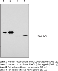 Immunogen: Purified recombinant human MAGL • Host: Rabbit • Species Reactivity: (+) Human and rat; other species not tested • Applications: ICC