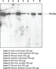 Immunogen: Synthetic peptide from the C-terminal region of human Nrf2 protein • Host: Rabbit • Species Reactivity: (+) Human