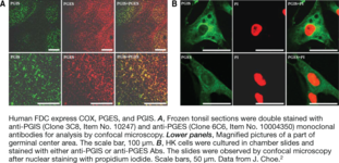 Immunogen: Cell surface PGIS from follicular dendritic cell line HK • Host: Mouse • Species Reactivity: (+) Human