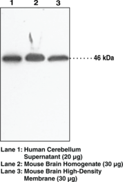 Immunogen: Synthetic peptide from an internal region of human protein NAPE-PLD • Host:  Rabbit • Species Reactivity: (+) Human