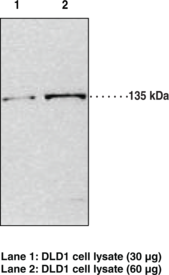 Immunogen: Human recombinant JMJD2A amino acids 1-350 • Host: Rabbit • Cross Reactivity: (+) JMJD2C