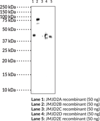 Immunogen:  human recombinant JMJD2D amino acids 1-354 • Host: Rabbit •  Species Reactivity: (+) Human and mouse JMJD2D • Application(s): FC