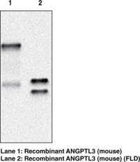 Antigen:  recombinant mouse ANGPTL3 • Host:  rat