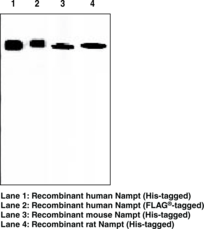 Antigen:  recombinant human Nampt • Host:  mouse