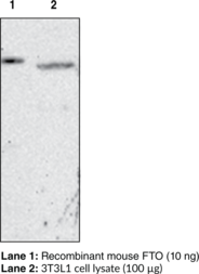 Immunogen: Recombinant human FTO • Host: Mouse • Species Reactivity: (+)-Mouse