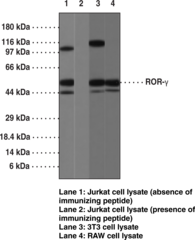 Antigen:  a peptide within the region of amino acids 1-50 of human RORγ • Host:  rabbit • Cross Reactivity: (+) chimpanzee and human RORγ; predicted to react with bovine