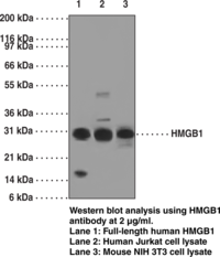 Antigen:  full length recombinant human HMGB1 • Host:  mouse