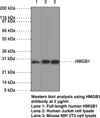 Antigen:  full length recombinant human HMGB1 • Host:  mouse