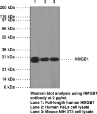 Antigen:  full-length recombinant human HMGB1 • Host:  mouse