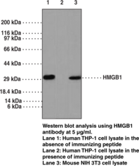 Antigen:  human HMGB1 amino acids 100-150 • Host:  rabbit • Cross Reactivity: (+) human