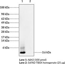 Antigen:  oligomeric form of Aβ42 • Host:  mouse • Isotype:  IgG2b • Cross Reactivity: (+) human Aβ; unaggregated