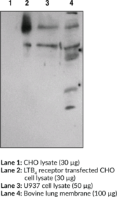 Immunogen: Synthetic peptide from the C-terminal region of human BLT1 • Host: Rabbit • Cross Reactivity: (-) BLT2