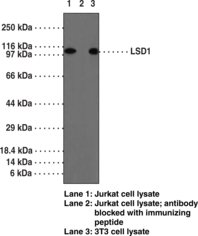 Antigen:  synthetic peptide from human LSD1 amino acids 450-500 • Host:  rabbit • Cross Reactivity: (+) chimpanzee