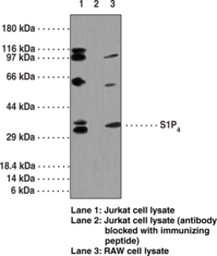 Antigen:  synthetic peptide from human S1P4 wihin the region of amino acids 1-50 • Host:  rabbit • Cross Reactivity: (+) human and mouse S1P4 • Application(s): ICC