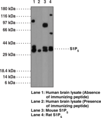 Antigen:  peptide from human S1P5 within the region of amino acids 1-50 • Host:  rabbit • Cross Reactivity: (+) canine