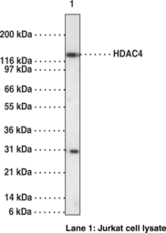 Antigen:  synthetic peptide corresponding to amino acids 194-209 of human HDAC4 • Host:  rabbit • Cross Reactivity:(+) human and mouse HDAC4 • Application(s): WB