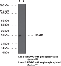 Antigen:  synthetic peptide from human HDAC7 containing phospho-Ser155 • Host:  rabbit • Cross Reactivity: (+) chimpanzee