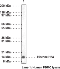 Antigen:  synthetic peptide from human histone H2A amino acids 1-15 and 81-96 • Host:  rabbit • Cross Reactivity: (+) human and mouse histone H2A • Application(s): ELISA and WB