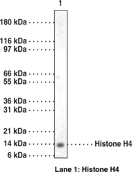 Antigen:  synthetic peptide corresponding to human histone H4 amino acids 15-30 • Host:  rabbit • Cross-Reactivity: (+) Human histone H4 • Application(s): WB • Histone H4 is a structural component of the nucleosome and is subject to covalent modification including acetylation and methylation