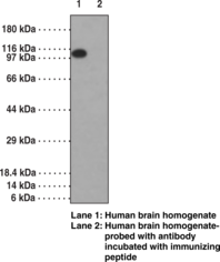 Antigen:  peptide corresponding to a portion of human LSD1 amino acids 100-150 • Host:  rabbit • Cross Reactivity: (+) canine