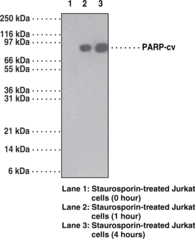 Antigen:  synthetic peptide containing amino acids near the 214/215 cleavage site of human PARP • Isotype:  IgG2bκ • Host:  mouse • Cross Reactivity: (+) human PARP • Application(s): FC (intracellular) and WB • PARP is a 116 kDa nuclear chromatin-associated enzyme that is cleaved during apoptosis by caspase-3 into a 24 kDa fragment containing the DNA binding domain and an 89 kDa fragment containing the catalytic and automodification domains. The 24 kDa fragment irreversibly binds to DNA and may contribute to the irreversibility of apoptosis by blocking the access of DNA repair enzymes to DNA strand breaks.