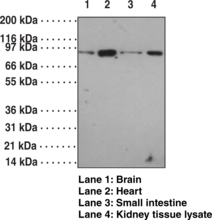 Antigen:  mouse TLR12 amino acids 911-926 • Host:  rabbit • Cross Reactivity: (+) mouse and rat TLR12 • Application(s): FC (intracellular) and WB • TLR12 displays a distinct pattern of expression in macrophages
