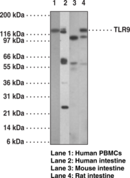 Antigen:  human TLR9 amino acids 268-284 • Host:  mouse