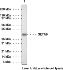 Antigen:  human SET7/9 amino acids 131-145 and 336-352 • Host:  rabbit • Cross Reactivity: (+) human and mouse SET7/9 • Application(s): WB • SET7/9 is a histone specific HMTase that methylates histone H3 lysine 4.