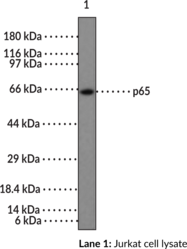 Immunogen: Peptide from the NF-κB (p65) NLS • Host: Rabbit • Species Reactivity: (+) Human