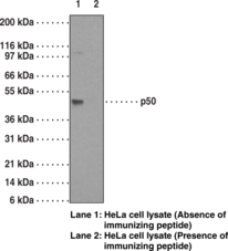 Antigen:  a portion of amino acids 150-200 of human NF-κB (p50) • Host:  mouse