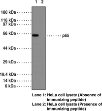 Immunogen: Synthetic peptide from the C-terminal region of human NF-κB (p65) • Host: Mouse • Species Reactivity: (+) Human