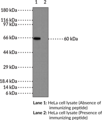 Immunogen: Synthetic peptide from the N-terminal region of human NF-κB (p65) • Host: Rabbit • Species Reactivity: (+) Human